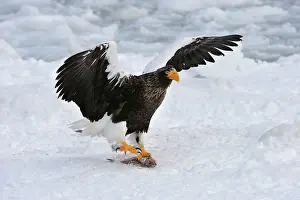 Steller: Steller's Sea Eagle in flight with fish prey in snow