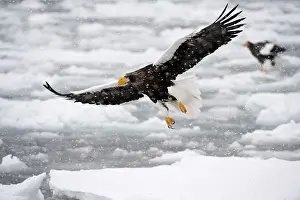 Steller: Steller's Sea Eagle - in flight over frozen sea