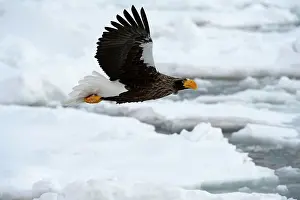Steller: Steller's Sea Eagle - in flight over sea ice