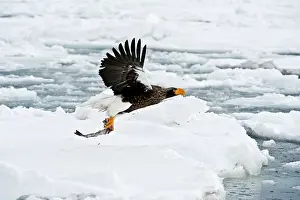 Steller: Steller's Sea Eagle - in flight over sea ice with