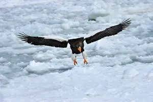Steller: Steller's Sea Eagle in flight in snow
