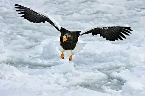 Steller: Steller's Sea Eagle in flight in snow