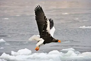 Steller: Steller's Sea Eagle in flight in snow