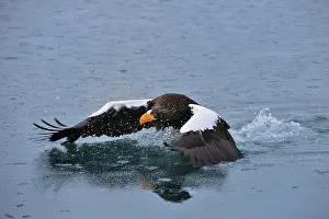 Steller: Steller's Sea Eagle in flight above water