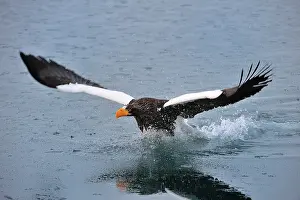 Steller: Steller's Sea Eagle in flight above water