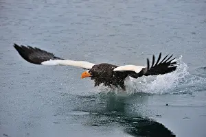 Steller: Steller's Sea Eagle in flight above water