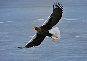 Steller: Steller's Sea Eagle in flight above water
