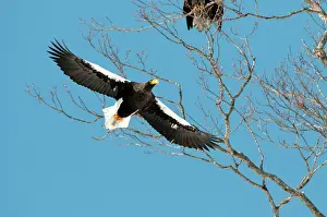 Steller: Steller's Sea Eagle - flying into tree roost
