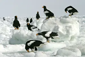 Stellers: Steller's Sea Eagle - group on ice