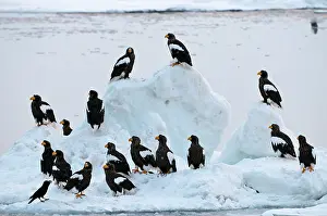 Steller: Steller's Sea Eagle - group of sixteen - on ice floe