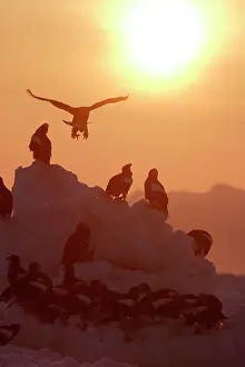 Steller: Steller's Sea Eagle - group, with sunset behind