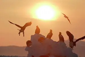 Steller: Steller's Sea Eagle - group, with sunset behind