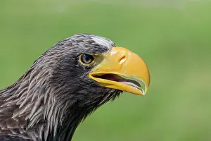 Pelagicus: Steller's sea eagle (Haliaeetus pelagicus)