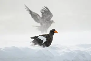 Snowflake: Steller's sea eagle (Haliaeetus pelagicus) in the
