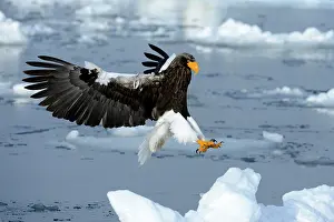 Floes: Steller's Sea Eagle (Haliaeetus pelagicus) in flight