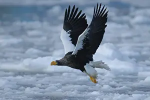 Japan: Steller's Sea Eagle (Haliaeetus pelagicus) flying