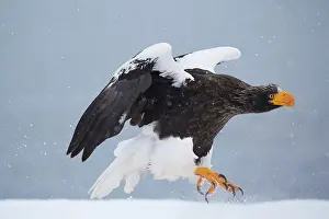 Steller: Steller's sea eagle (Haliaeetus pelagicus) landing