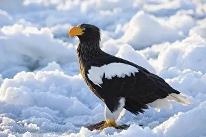 February: Steller's Sea Eagle (Haliaeetus pelagicus) on snow