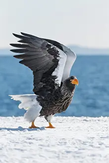 Rausu: Steller's sea eagle (Haliaeetus pelagicus) stands
