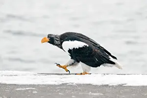 Haliaetus: Steller's sea eagle (Haliaeetus pelagicus) walking