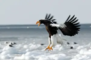 Stellers: Steller's Sea Eagle - landing