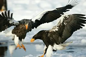 Stellers: Steller's Sea Eagle - two landing