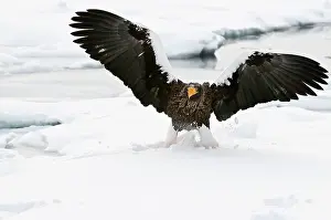 Steller: Steller's Sea Eagle - landing on sea ice wings raised