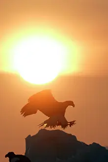 Stellers: Steller's Sea Eagle - landing, with sunset behind