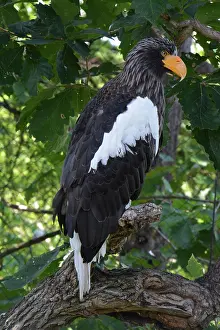 Biggest: Steller's Sea Eagle, north-western Pacific coasts