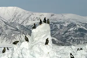 Stellers: Steller's Sea Eagle - perched on ice