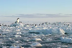 Stellers: Steller's Sea Eagle - perched on ice
