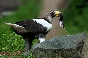Northeast: Steller's Sea Eagle With Prey