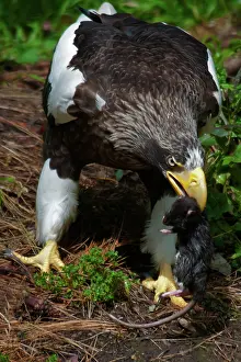 Northeast: Steller's Sea Eagle With Prey
