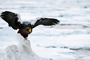Steller: Steller's Sea Eagle - with raised wings - on ice floe
