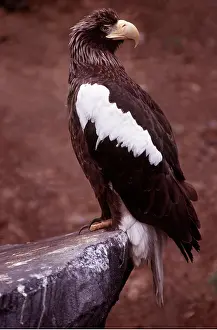 Stellers: STELLER'S SEA EAGLE - on rock