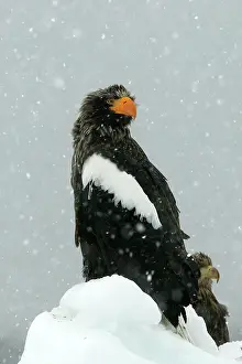 Stellers: Steller's Sea Eagle - in snow