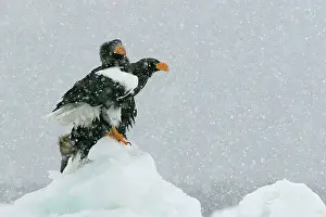 Stellers: Steller's Sea Eagle - two in snow