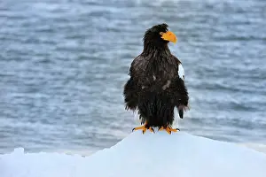 Steller: Steller's Sea Eagle in snow