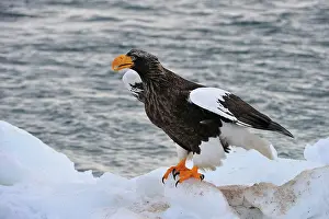 Steller: Steller's Sea Eagle in snow