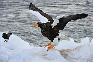 Steller: Steller's Sea Eagle in snow