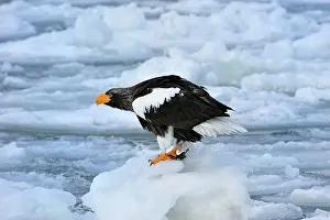 Steller: Steller's Sea Eagle in snow