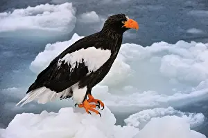 Steller: Steller's Sea Eagle in snow