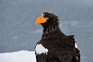 Steller: Steller's Sea Eagle in snow