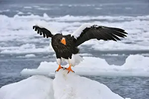 Steller: Steller's Sea Eagle in snow