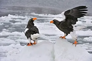 Steller: Steller's Sea Eagle in snow