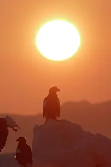 Stellers: Steller's Sea Eagle - with sunset behind