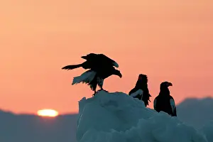 Stellers: Steller's Sea Eagle - three, with sunset behind