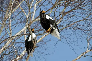 Stellers: Steller's Sea Eagle - two in tree