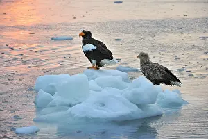 Steller: Steller's Sea Eagle with White-tailed Eagle (Haliaeetus