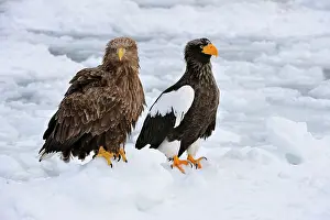 Steller: Steller's Sea Eagle with White-tailed Eagle (Haliaeetus